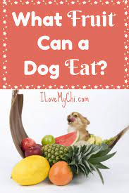 Maybe you would like to learn more about one of these? What Fruit Can A Dog Eat I Love My Chi