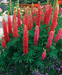 Shade gardeners have a great number of gorgeous plants available to them. 10 Perennials Easily Grown From Seed Finegardening