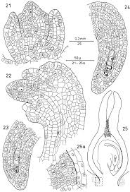 Image result for Lophiocarpus polystachyus