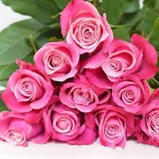 They are bright, desired, pleasantly smell. China Hot Selling Fresh Cut Flower Red Rose For Wedding Gift And Decoration China Fresh Cut Flower And Taj Rose Price Made In China Com