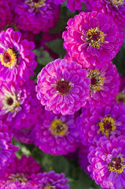 It's available in a wide range of colors from white, red and yellow to orange, pink and plum. 20 Drought Resistant Plants For Dry Climates Best Water Wise Plants