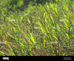 Image result for Cynodon nlemfuensis