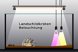 Schildkröten dürfen nämlich keinesfalls frei in einer wohnung oder einem zimmer herumlaufen, da ihnen z.b. Die Beleuchtung Fur Griechische Landschildkroten Landschildkroeten De
