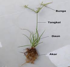 We did not find results for: Bab Ii Kajian Pustaka Deskripsi Tumbuhan Rumput Teki Cyperus Rotundus L Pdf Free Download