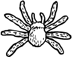 You can also do online coloring for hideous tarantula coloring page directly from your ipad. Tarantula Coloring Pages Best Coloring Pages For Kids