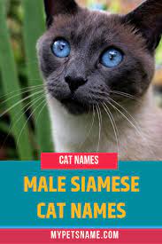 One of the earliest known owners of a siamese cat was actually u.s. Male Siamese Cat Names Cat Names Cute Cat Names Siamese Cats