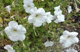 Image result for Petunia axillaris