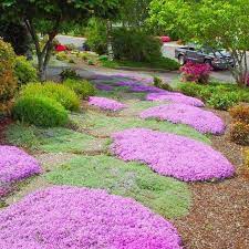 Creeping Thyme 12 Landscaping With Rocks Ground Cover Seeds Flowers Perennials