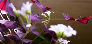 Image result for Oxalis obliquifolia