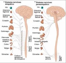 Sistema nervioso central partes y funciones con imágenes. 10 Dibujos Para Imprimir Del Sistema Nervioso Ayayhome
