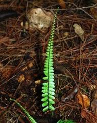 Image result for Vittaria reekmansii