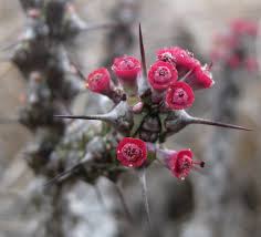 Image result for Euphorbia unicornis