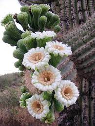 Oil painting of desert blooms in arizona by artist lucy dickens. Springtime In The Sonoran Desert Desert Flowers Cactus Plants Plants