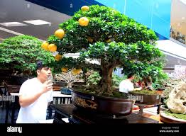 Quezon Philippines 23rd Mar 2019 A Mall Goer S Amazed On A Fruiting Bonsai Tree On Exhibit During The Philippine Bonsai Society At The Block Of Sm North In Quezon City On March