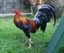 Mohon maaf lahir & bathin. Gambar Ayam Filipin Import Arina Gambar