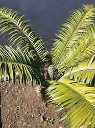 Image result for Cheilanthes schimperi