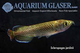 Image result for Sclerochiton nitidus