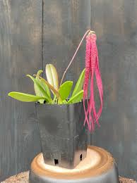 Image result for Bulbophyllum humblotii