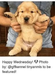 Wonderful Wednesday Animal Meme Images Quotesbae