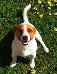 Book an appointment to meet adoptable dogs. Animal Adoption Colac Otway Shire