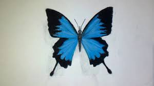Coloriage papillon à imprimer dessin de papillon à colorier le papillon est un insecte qui se nourrit de nectar et qui possède deux paires de grandes ailes, généralement de couleur vive, couvertes d'écailles microscopiques. Dessin D Un Papillon Realiste Video Dailymotion