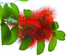 Image result for Combretum erythrophyllum