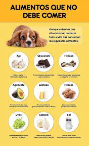 Pin On Perros Adorables