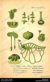 Image result for Wolffia arrhiza