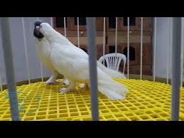 Guvercin Ciftlesmesi Youtube
