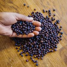 Image result for Juniperus procera