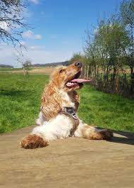 Cocker spaniel suchen ein zuhause. Cloony Cocker Spaniel Geb 2019 Mannlich Auffangstation Frankreich Belfort Tiervermittlung Freiburg Lorrach Basel Colmar Grenzenlose Hilfe Fur Tiere Sans Frontieres