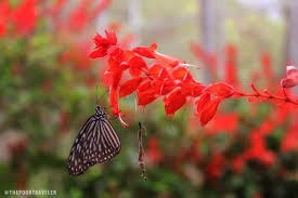 It's not just a butterfly garden. Malaysia 10 Places To Visit On A Cameron Highlands Day Tour The Poor Traveler Itinerary Blog