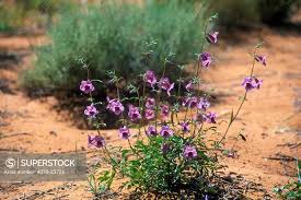 Image result for Sesamum triphyllum