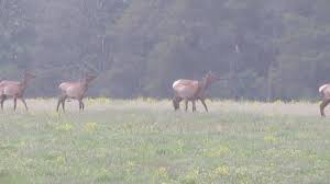 Jul 18, 2021 · the new cameron county elk & eagle watching guide features descriptions and gps coordinates for 18 elk viewing locations and 9 eagle watching hotspots throughout the county. 7 Great Things To Do In Elk Country In The Pa Great Outdoors Region Interesting Pennsylvania And Beyond