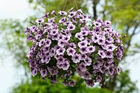 Image result for foto surfínie