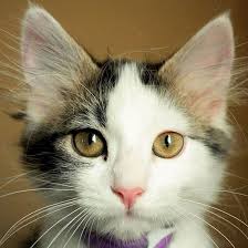 Black And White Names For Cats So You Just Brought Home A Black And White Cat Congrats We Ve Gathered 50 Fun Names For Black And White Kittens T Girl Cat Names Calico Cat Names Cat Names