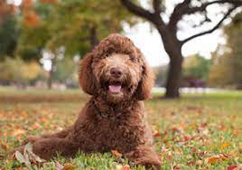 Browse 1,463 labradoodle stock photos and images available, or search for labradoodle puppy or australian labradoodle to find more great stock photos and pictures. Chocolate Labradoodle Labradoodles Dogs