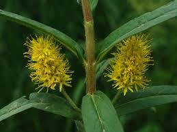Image result for Lysimachia angustiloba