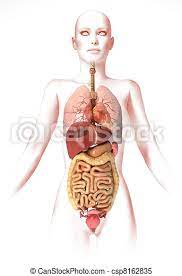 There are four major hormones (chemicals that stimulate or regulate the activity of cells or organs) involved in the menstrual cycle: Woman Body With Interior Organs Anatomy Image Stylized Look Clipping Path Included Canstock