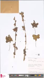 Image result for Kotschya aeschynomenoides