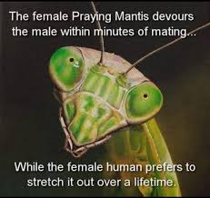 So True Praying Mantis Puppy Eyes Insects