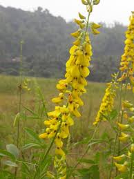 Image result for Crotalaria mildbraedii