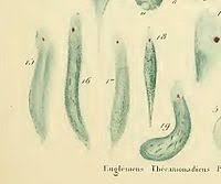 Euglena Wikipedia