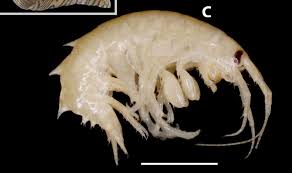 Image result for Osyridicarpos