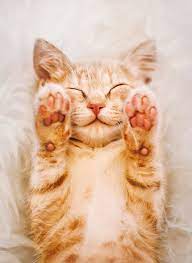 The Best Way To Trim Your Cat S Nails In 2021 Cats Cat Nails Animals