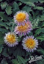 Image result for Taraxacum