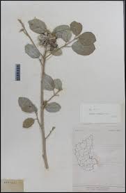 Image result for Cordia monoica