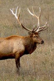 Canada ranked 21st vs 30th for sweden in the list of the most expensive countries in the world. Facts About Moose Wildsweden Wildlife Adventures In Sweden