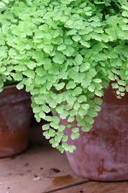 Image result for Adiantaceae