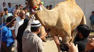 Pakistani life allah hu akbar. Eid Ul Adha Camel Qurbani For Android Apk Download